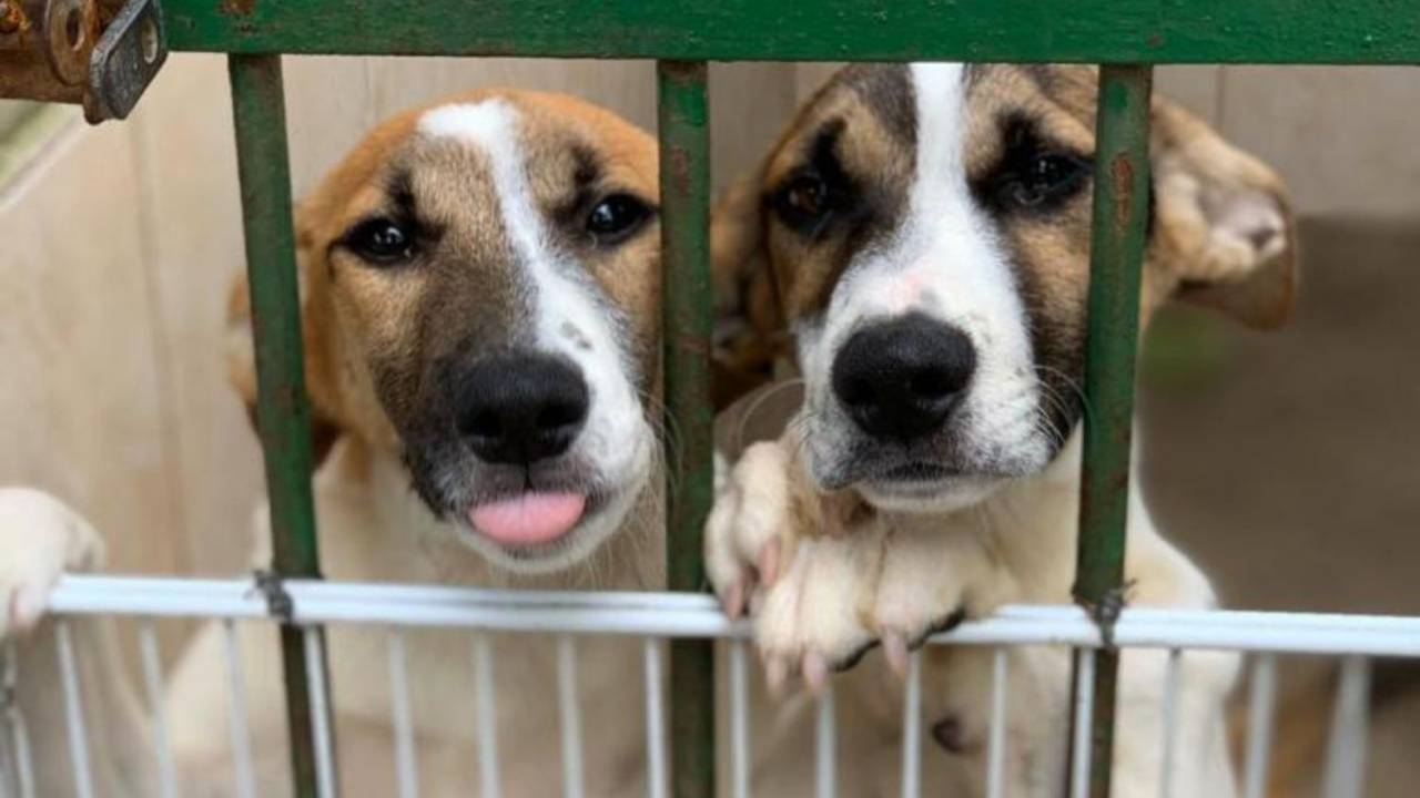 Foto mostra dois cachorros malhados presos atrás de uma grade