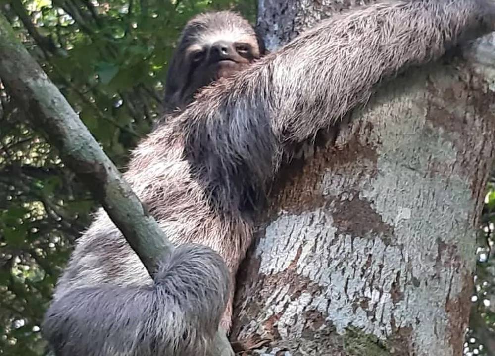 Foto mostra bicho preguiça