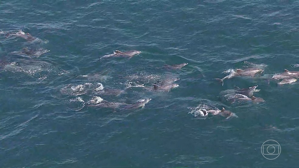 Balé: golfinhos nadam próximo à praia da Barra da Tijuca.