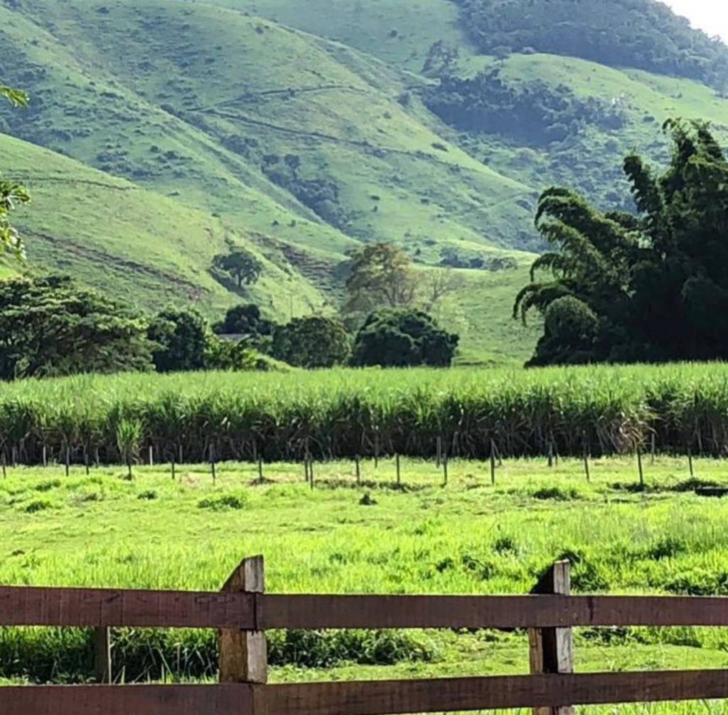 Os canaviais da fazenda