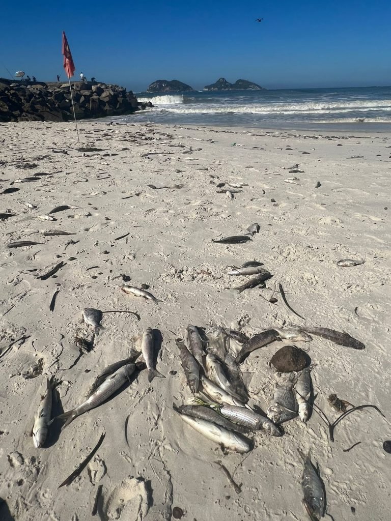 mortandade de peixes na Praia da Barra