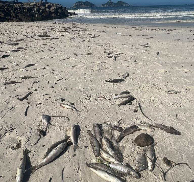 mortandade de peixes na Praia da Barra