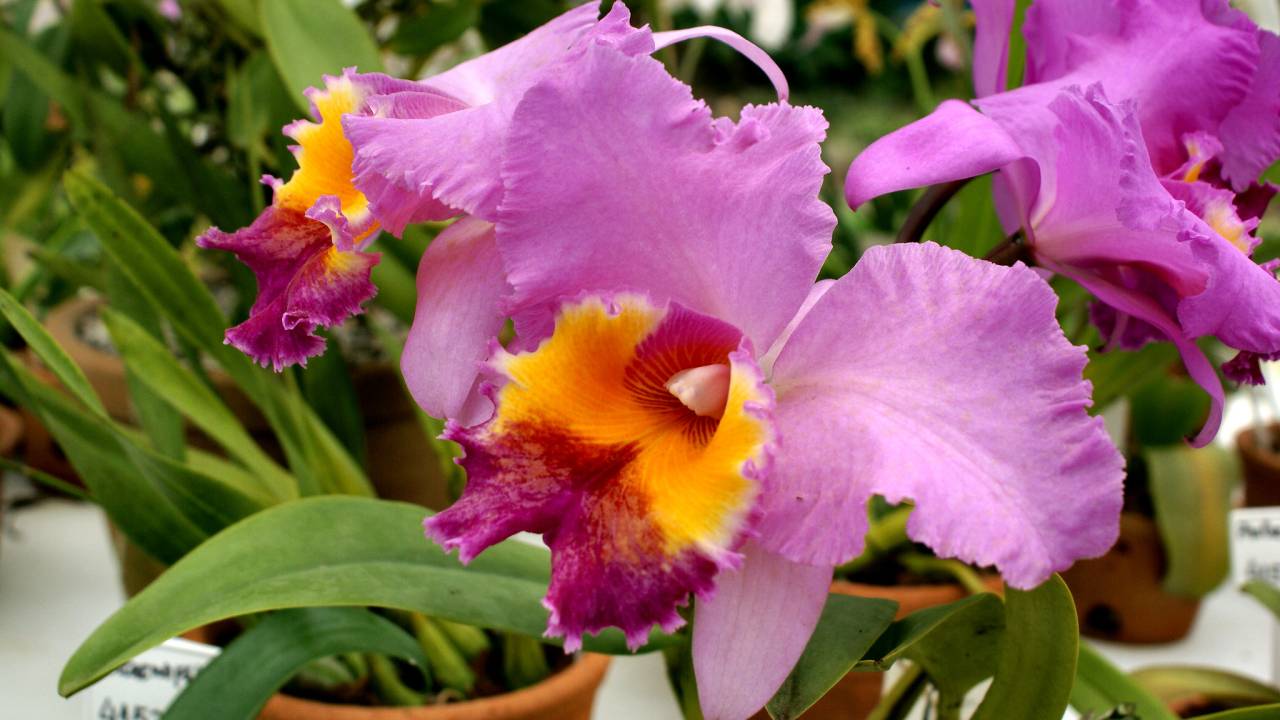 Foto mostra orquídea cor de rosa do jardim botânico