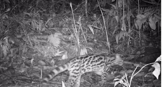 Imagem do gato-maracajá, felino com manchas pretas pelo corpo