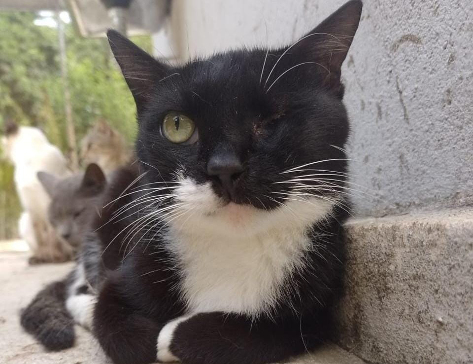 Foto mostra gato preto e branco sem um olho