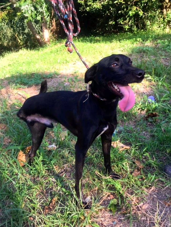 Foto mostra cachorro preto sem a perna traseira