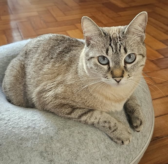 Gato siamês de pelagem cinza-clara com listras escuras e olhos azuis, deitado em uma cama cinza sobre piso de madeira