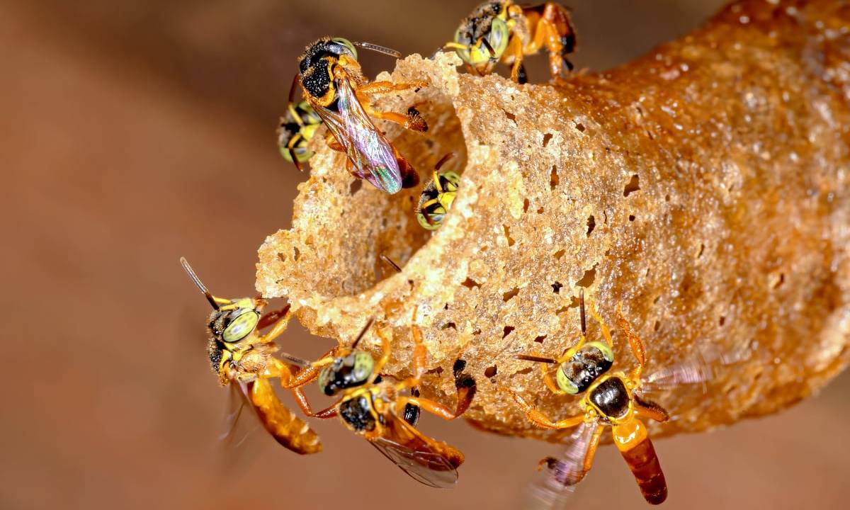 Jataí: a linda abelha de tons verdes e amarelos foi aescolhida para o projeto das colmeias em restaurantes