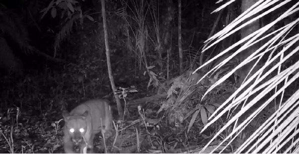 Foto em preto e branco da onça-parda na reserva ambiental. Animal está de frente, olhando na direção da câmera.