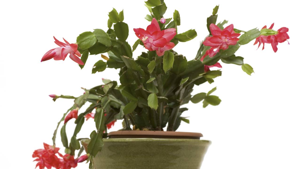 flor-de-maio