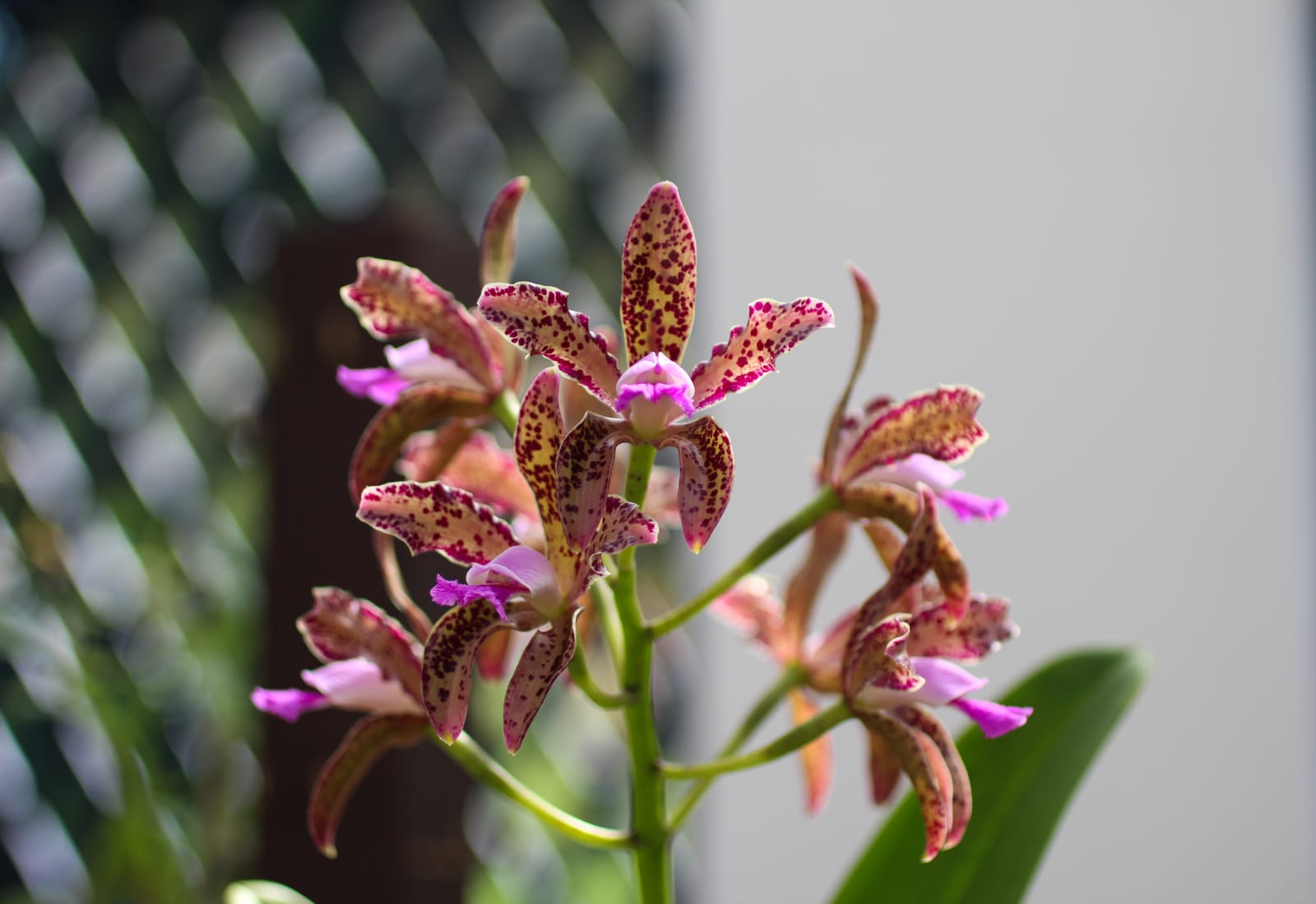 Foto mostra orquídeas