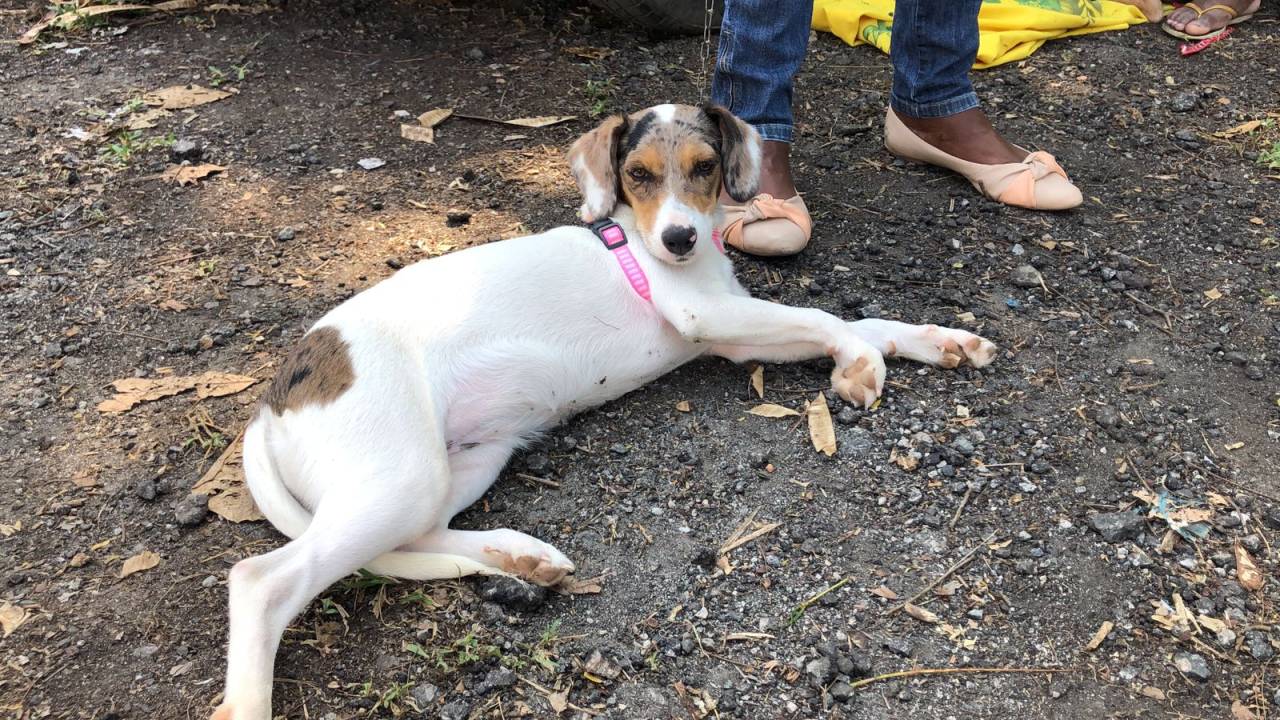 Foto mostra cão branco com manchas marrom deitado