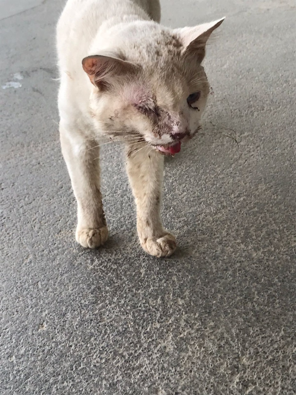 Foto mostra gato com boca machucada
