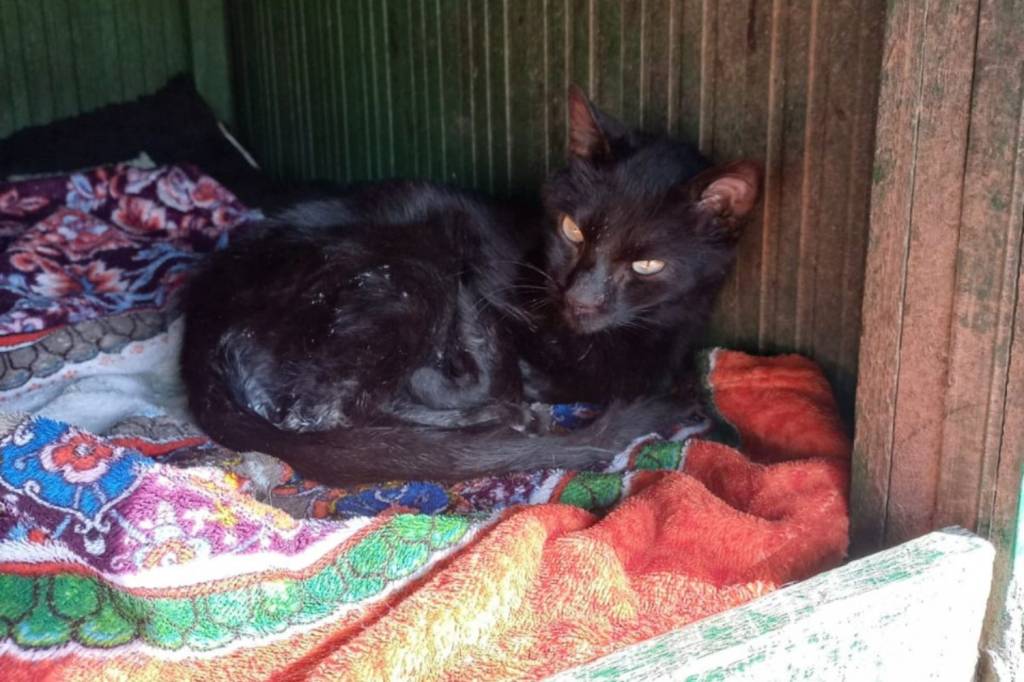 Foto mostra gato preto deitado em caminha