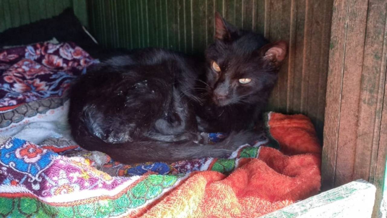 Foto mostra gato preto deitado em caminha