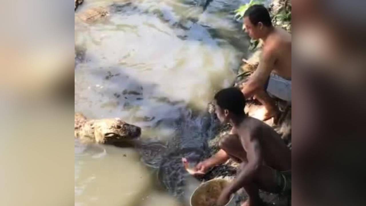 Foto mostra jovens alimentando jacaré