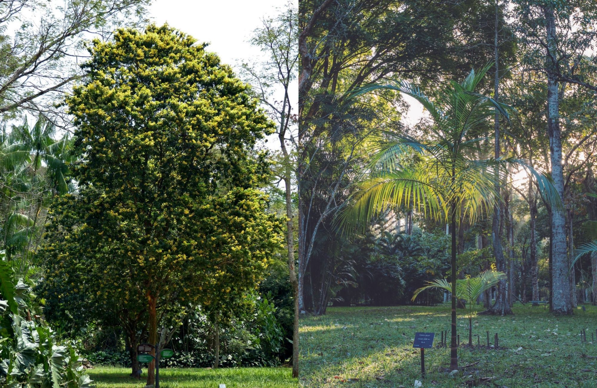 foto mostra duas árvores de pau-brasil e palmito juçara