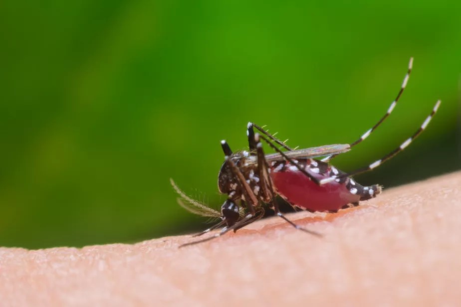 Foto mostra mosquito da dengue na pele humana