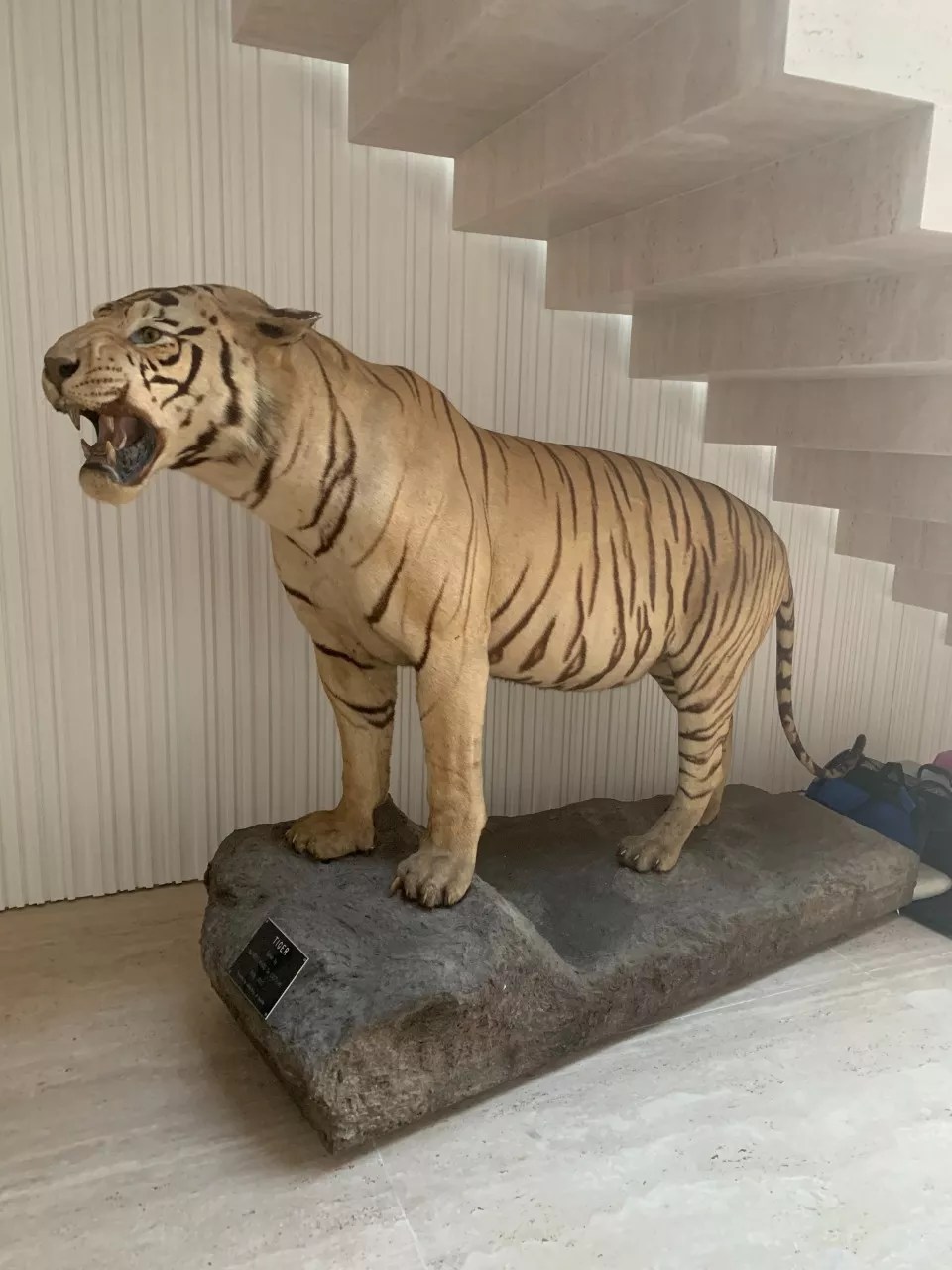Tigre-de-bengala/Museu Nacional da UFRJ