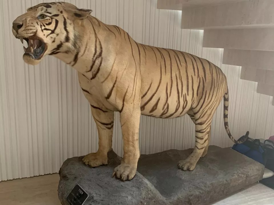 Tigre-de-bengala/Museu Nacional da UFRJ