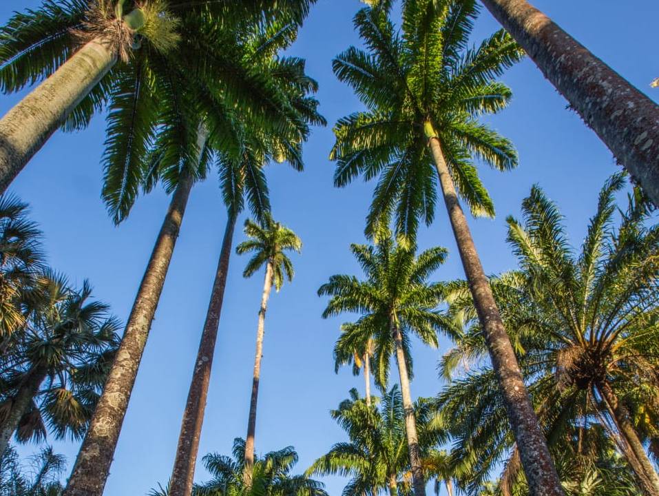 Jardim Botânico: palmeiras imperiais foram plantadas por Dom João VI