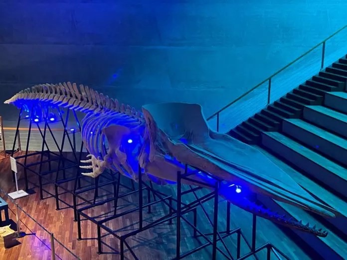 Cidade das Artes recebe exposição ‘Que baleia é essa?’, do Museu Nacional/UFRJ
