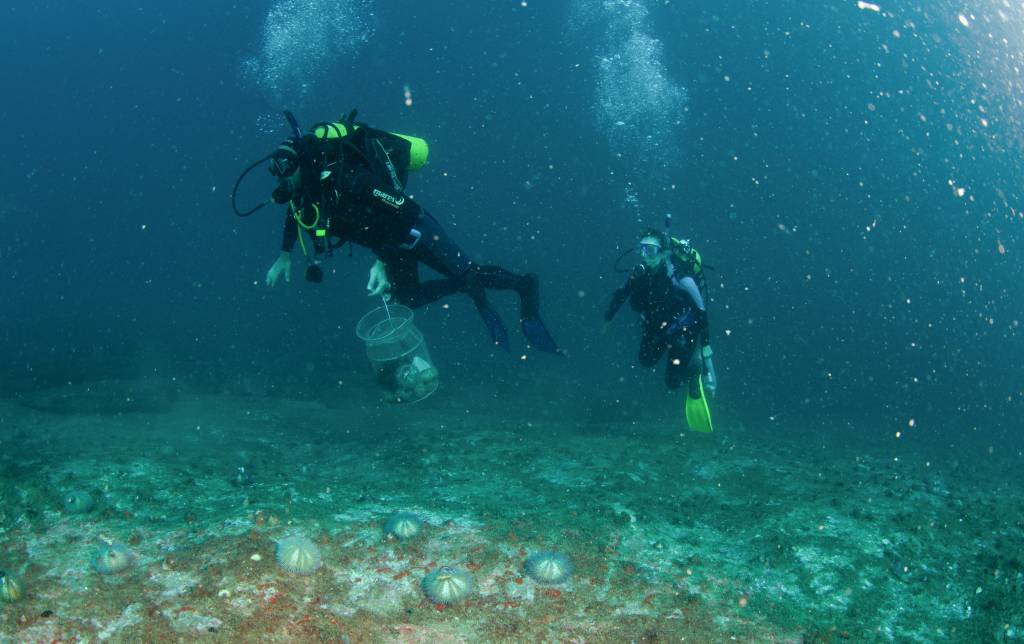 Foto mostra pesquisadores mergulhando na água
