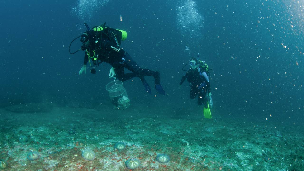 Foto mostra pesquisadores mergulhando na água