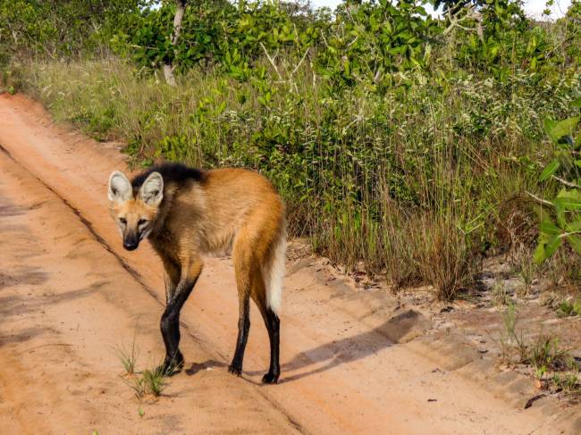 Em parceria com o Onçafari, Trijunção tem um projeto de proteção do Lobo-Guará, hoje em risco de extinção. Eles podem ser vistos no Cerrado