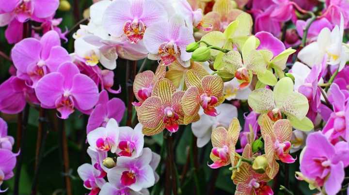Orquídeas: exposição com venda e cursos ocorre no fim de semana dos namorados