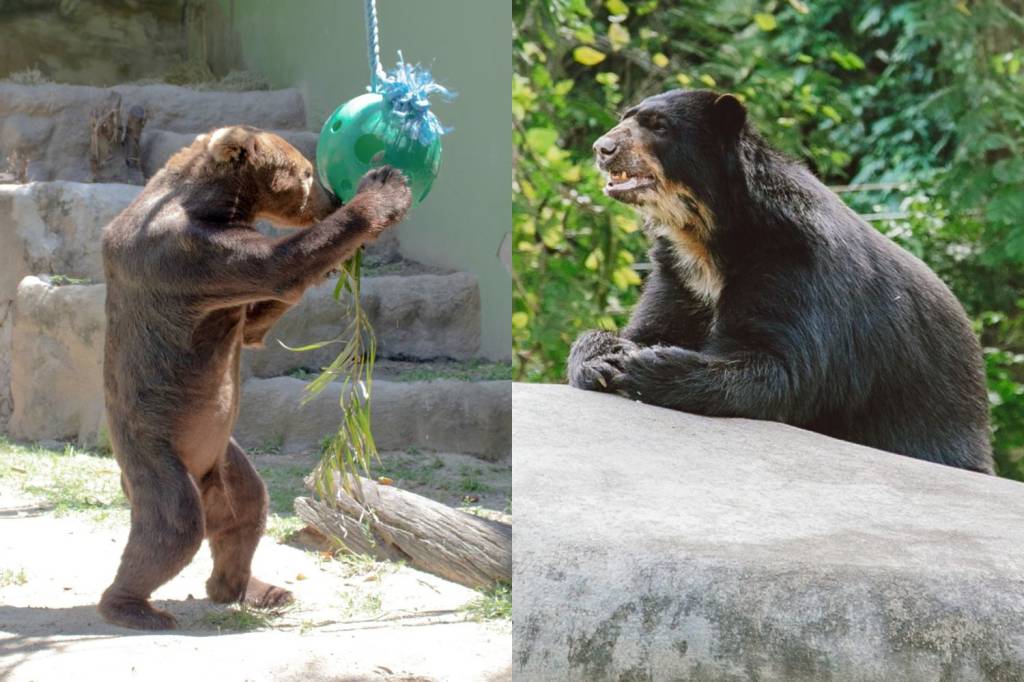 Ursos Zé Colmeia e Balu comemoram 15 anos com festa no BioParque do Rio