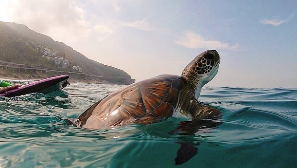 Enfim, salva: o resgate da tartaruga entalada com lixo em São Conrado