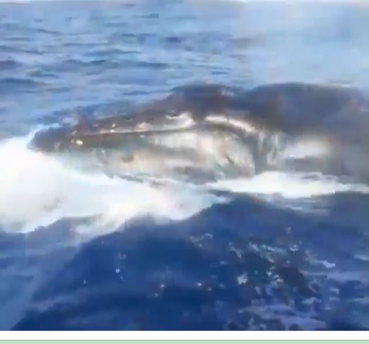 Foto mostra baleia jubarte na água