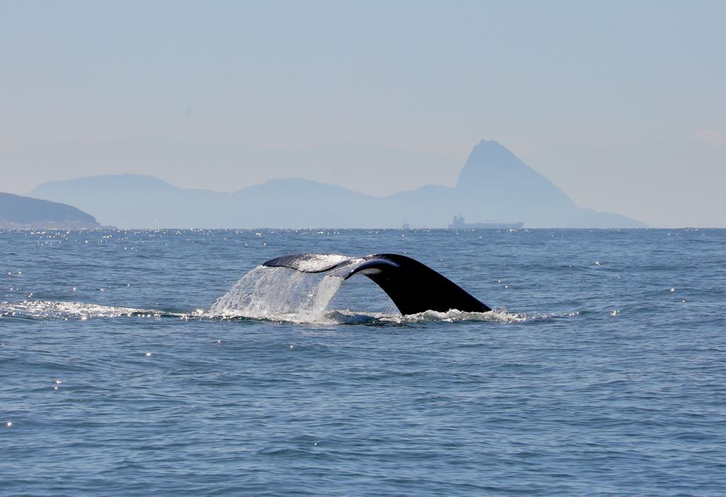Foto mostra calda de baleia no mar do Rio