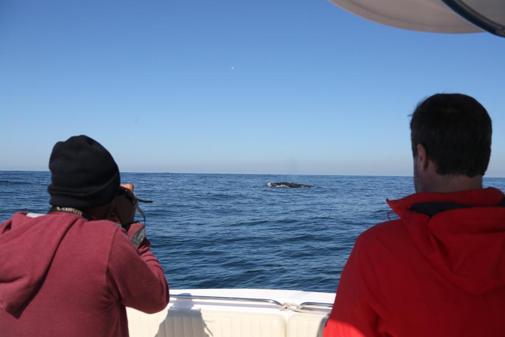 Foto mostra pesquisadores avistando baleia