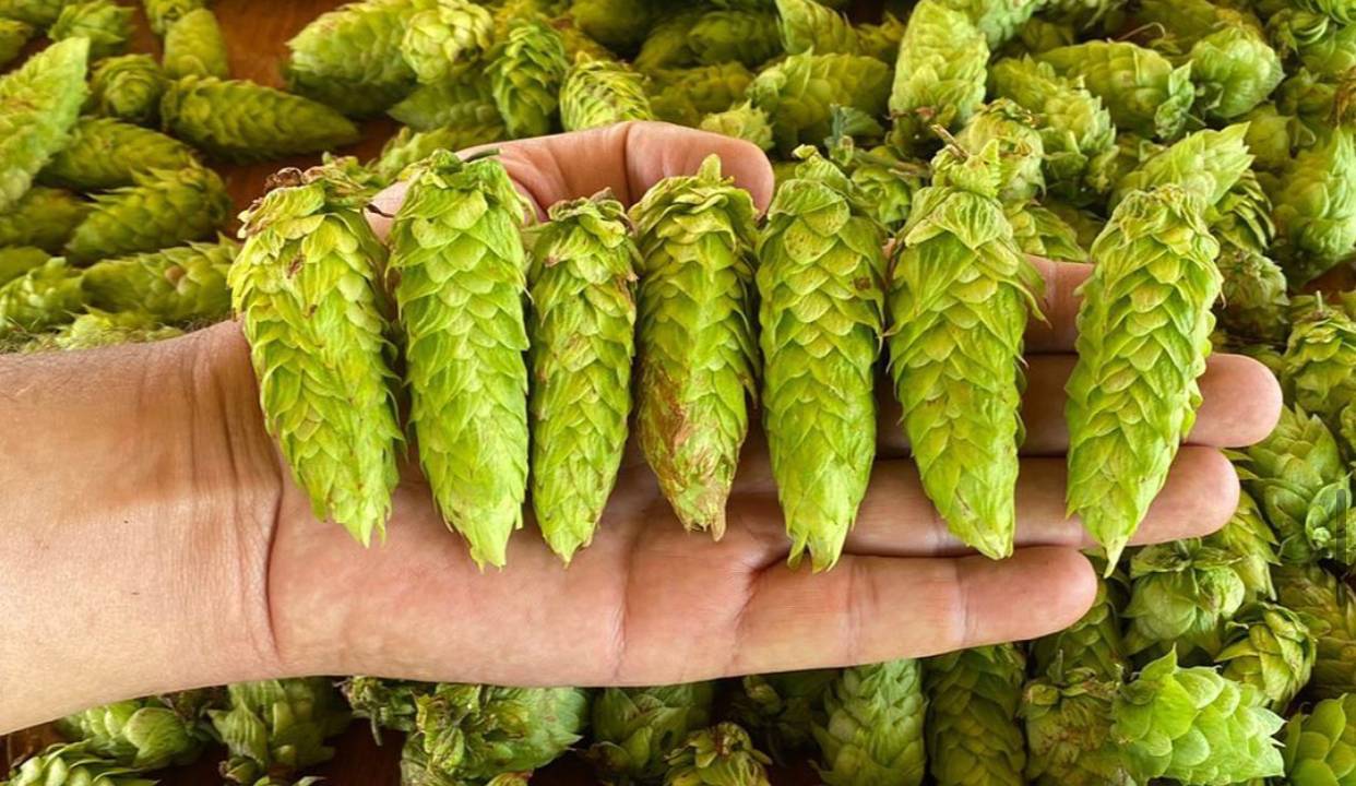 Lúpulos: produção do Viveiro Ninkasi, em Teresópolis, é pioneira no país