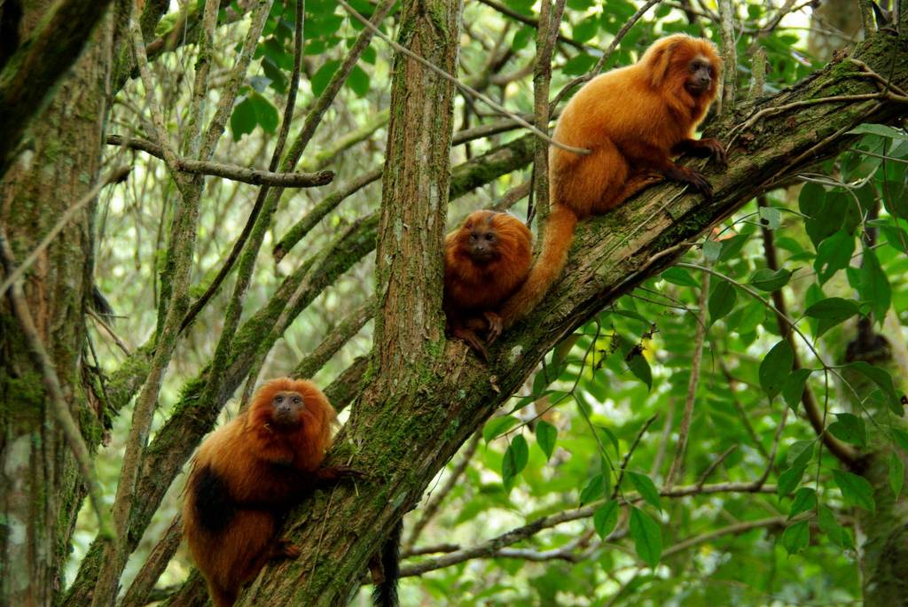 Foto mostra micos-leões-dourados em cima de árvore