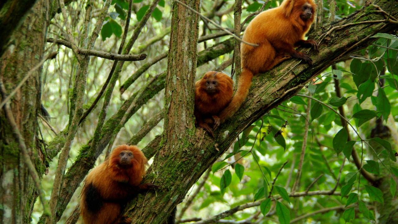 Foto mostra micos-leões-dourados em cima de árvore