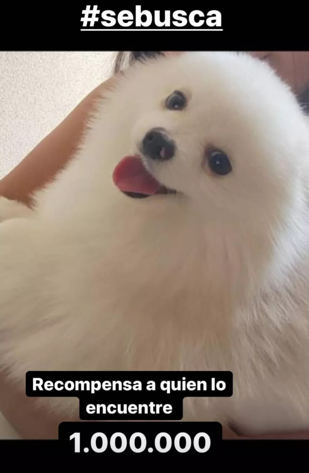 Recompensa: um dos maiores ídolos chilenos, Vidal postou foto do cão