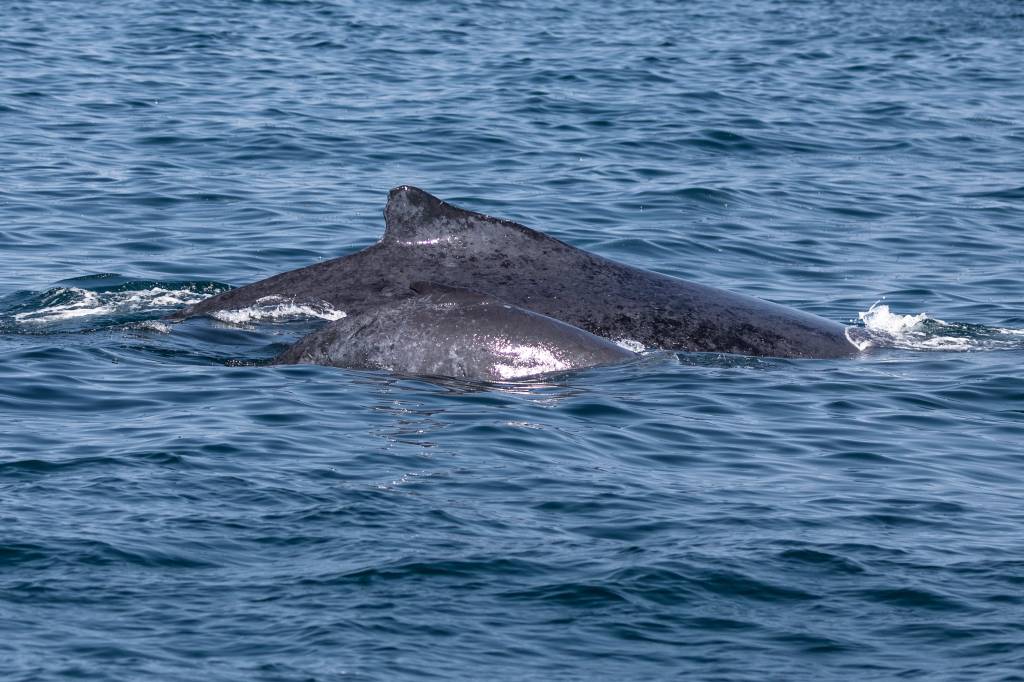 Foto mostra mãe e filhote de baleia