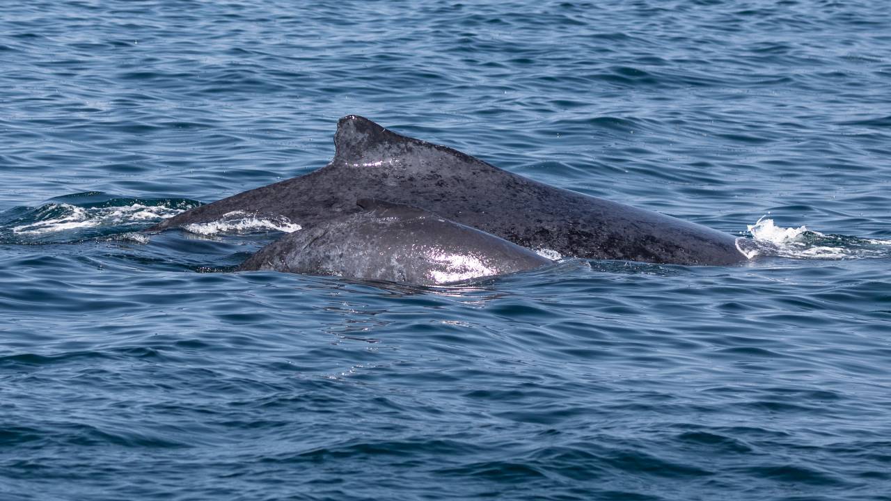 Foto mostra mãe e filhote de baleia