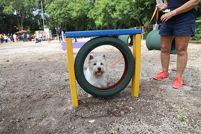 Foto mostra cachorro em parque
