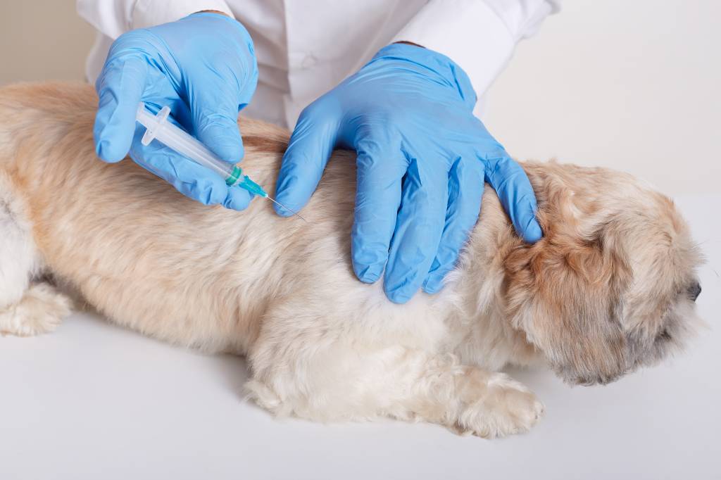 Foto mostra cão de médio porte e pelo bege tomando vacina