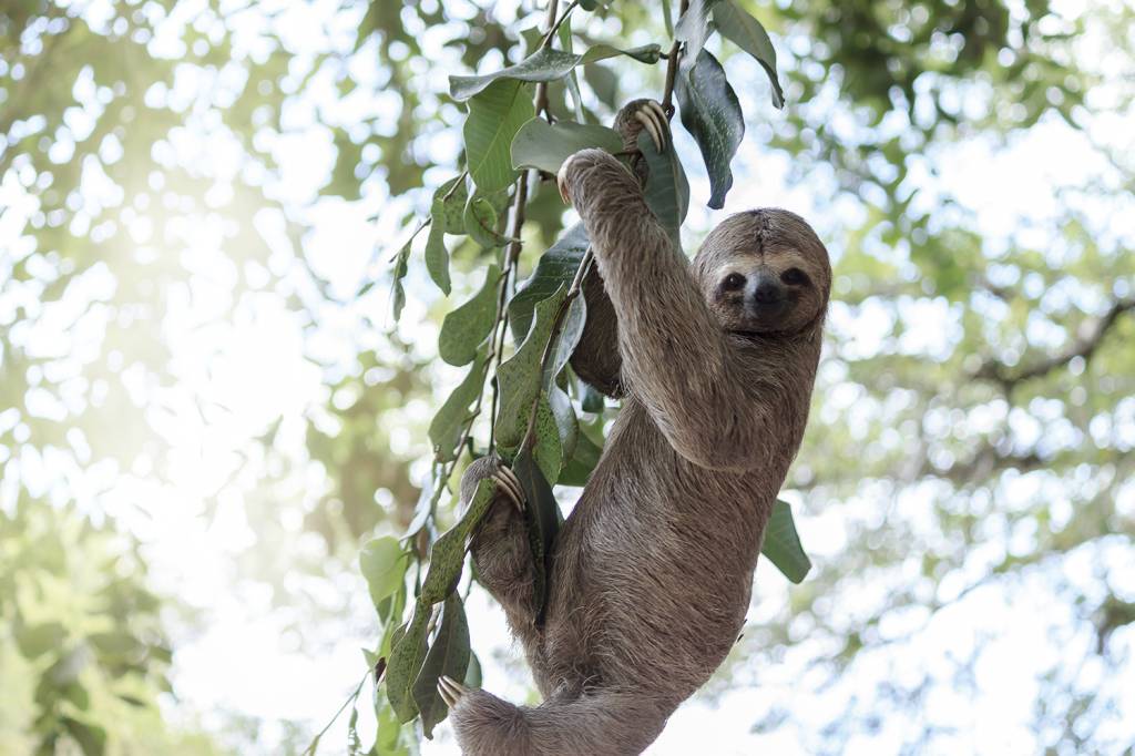 Bichos à solta: número de animais silvestres resgatados cresce no Rio
