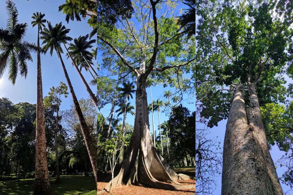Foto mostra árvores do Jardim Botânico do Rio