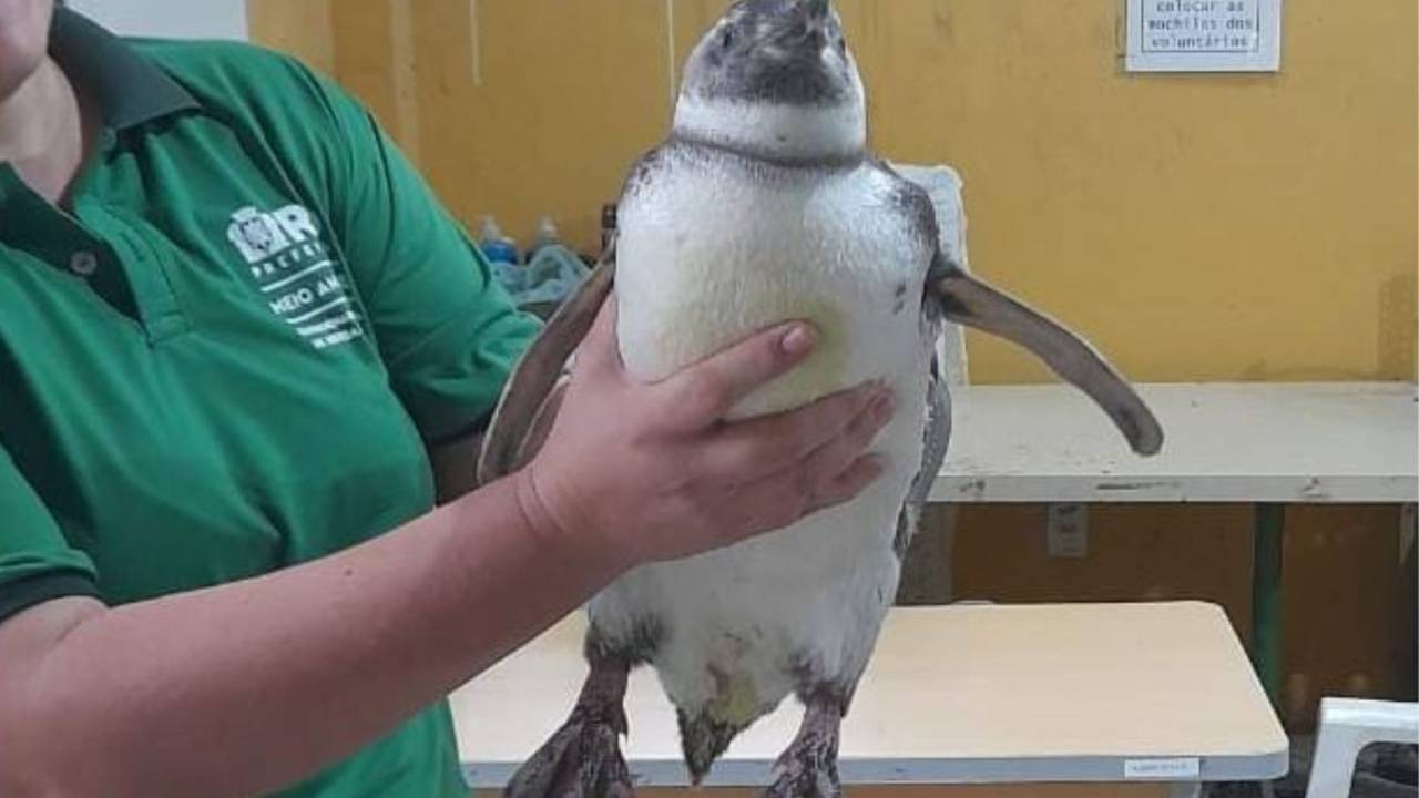 Foto mostra pinguim resgatado