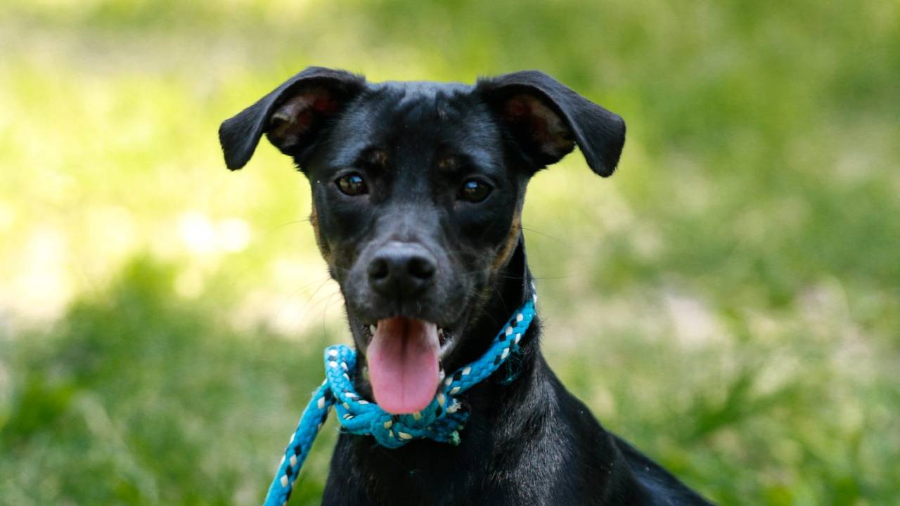 Foto mostra cachorro preto mostrando a língua