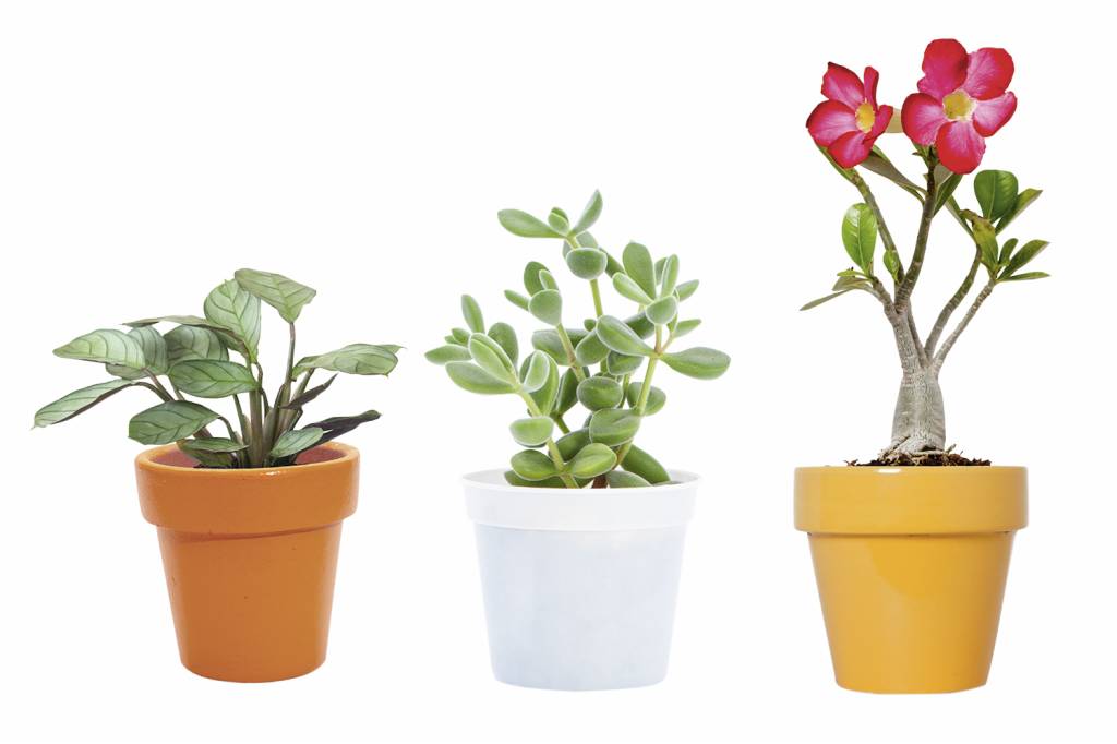 É hora de florir: três plantas em alta para cultivar na primavera