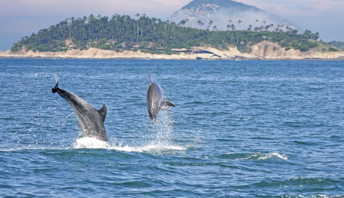 Foto mostra dois golfinhos saltando no mar