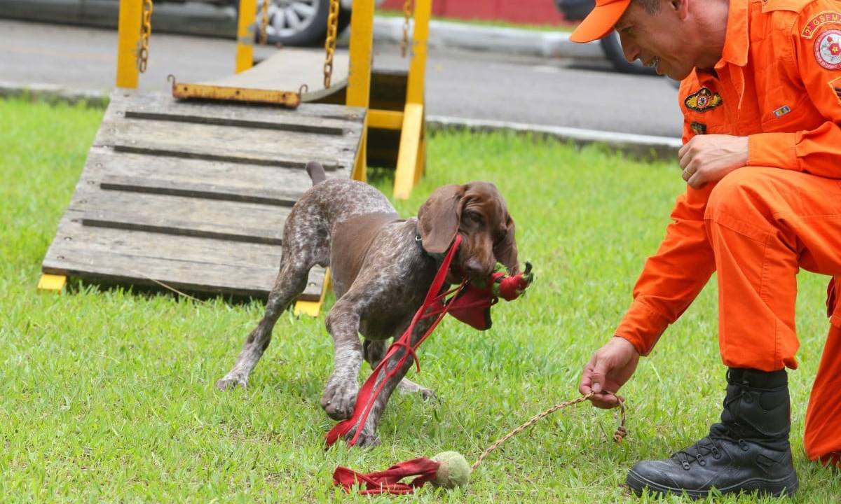 Foto mostra cachorro do corpo de bombeiros sendo treinado